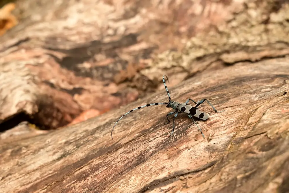 Processing Waldviertel wood