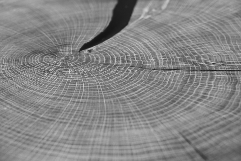 Tree rings showing years