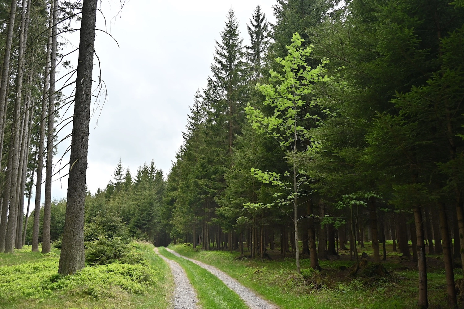 Die Wälder des Waldviertels: Warum lokales nachhaltiges Holz die beste Wahl ist
