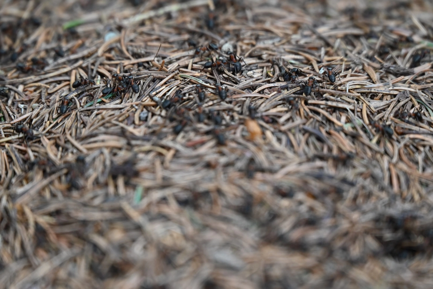 Waldameisen auf Totholz im Waldviertel Ökosystem - Natürliche Schädlingsbekämpfung und Bodenauflockerung in nachhaltiger Forstwirtschaft