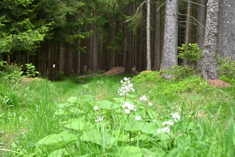 The forests of Waldviertel