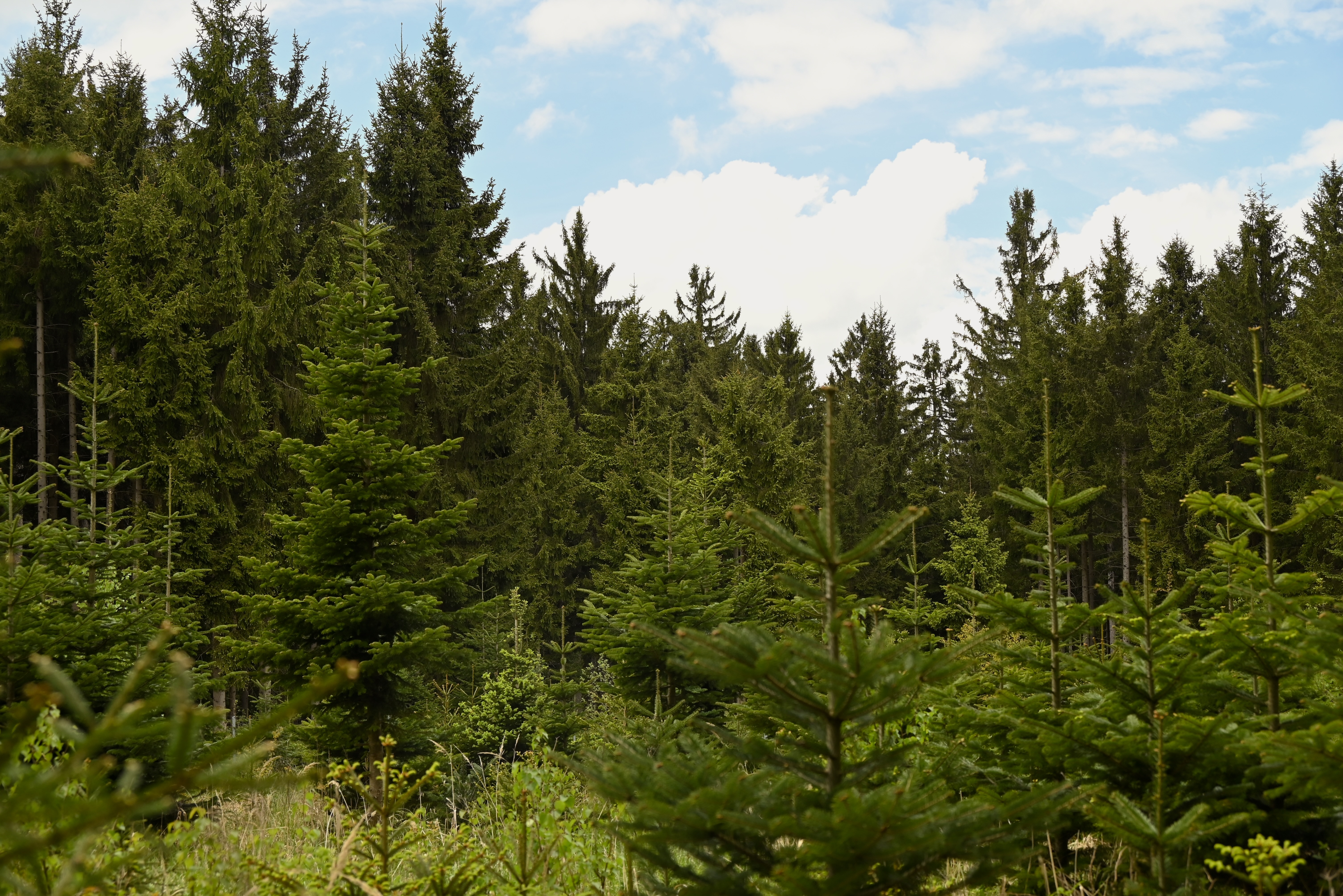 Waldviertel Forest