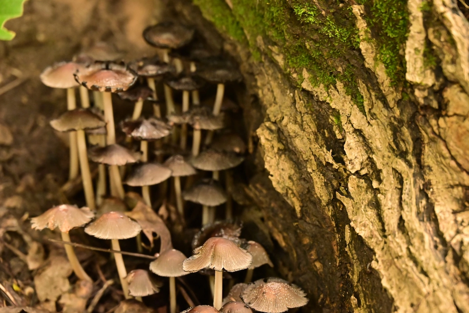 Mykorrhiza Pilze im nachhaltigen Waldviertel Mischwald - Symbiotische Beziehung zwischen Pilzen und Baumwurzeln für gesunde Forstwirtschaft