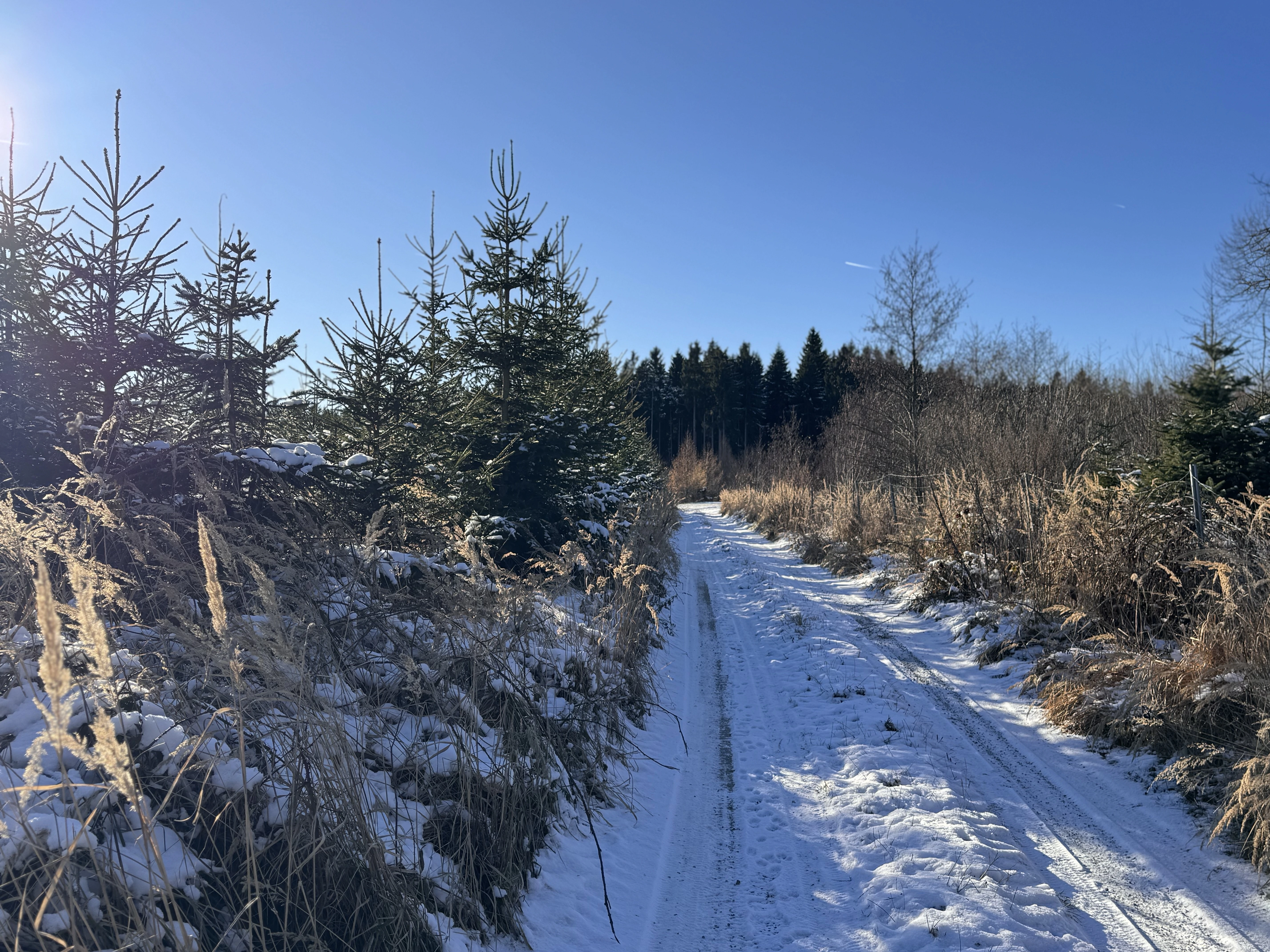 Wintereinbruch im Waldviertel: Warum Winterholz die beste Qualität hat